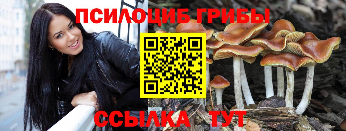 Галлюциногенные грибы Psilocybe Чернушка