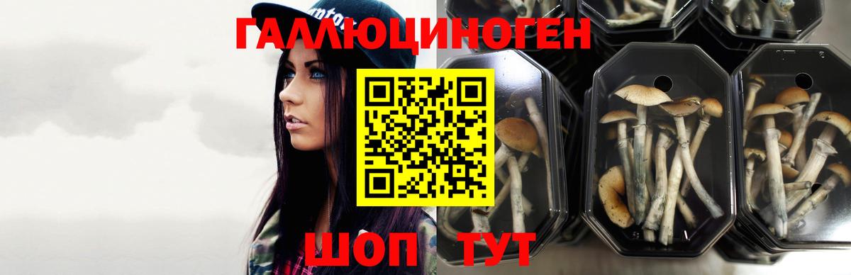 Галлюциногенные грибы Psilocybe  Псилоцибиновые грибы мухоморы  Чернушка 